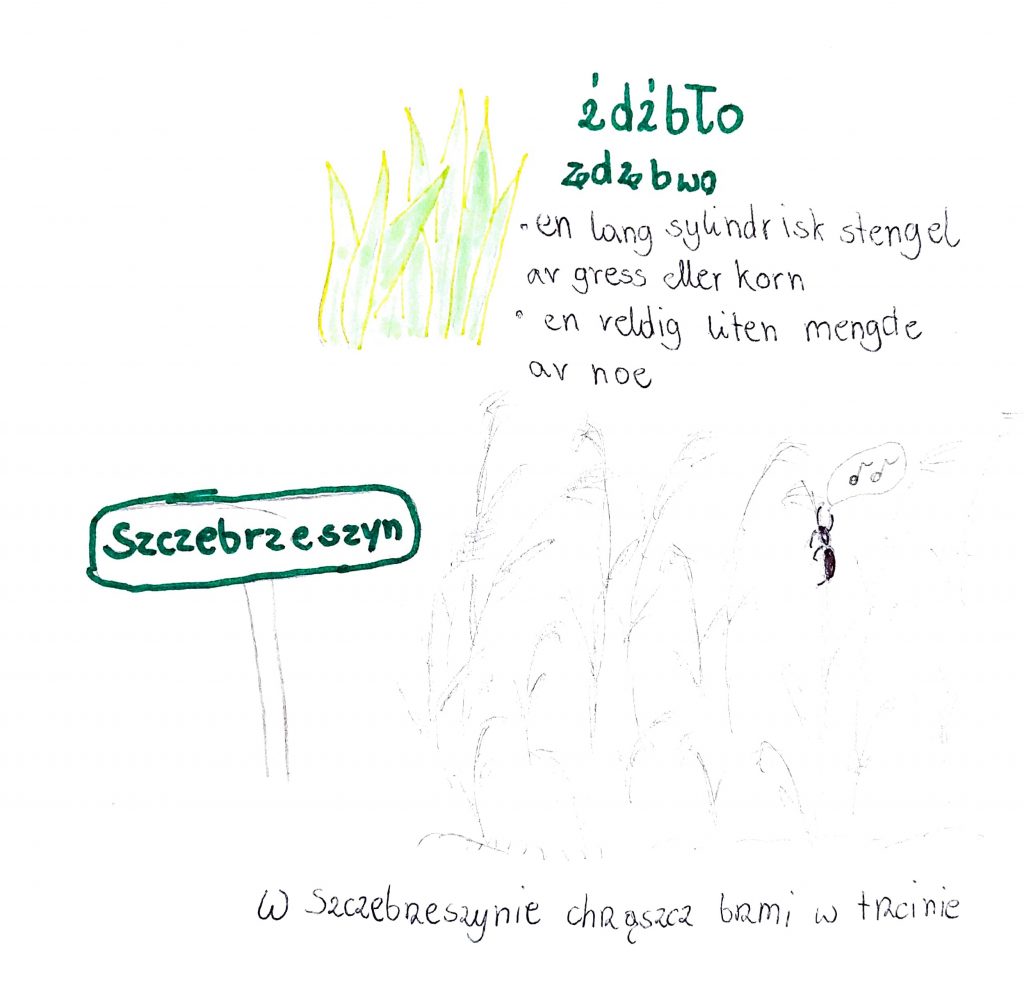 Illustrasjon og håndskrevet forklaring av ordet. Det er tegnet noen lange grønne blader. Ved siden av står det polske ordet kjtjbå. Under står det en lang sylindrisk stengel av gress eller korn og en veldig ligen mengde av noe. Under er det et skilt med ordet på og ved siden av noe korn og et lite insikt som klatrer på kornet. I en snakkeboble fra insektet er det tegnet to noter. 